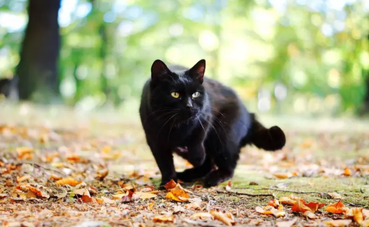 养“黑猫”的人这么少，原因都知道，你喜欢黑色的猫咪吗？