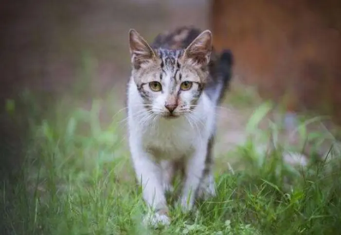 猫咪和你说“永别”的方式，离开是最难以接受的事情之一