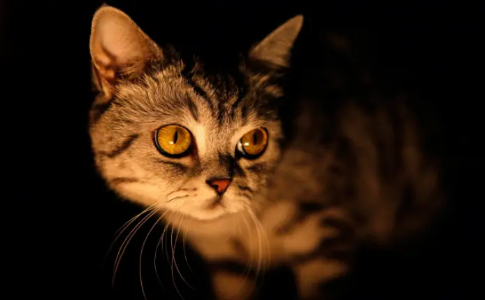 猫咪为什么会在半夜三更叫呢？别忽视了，有这5大原因