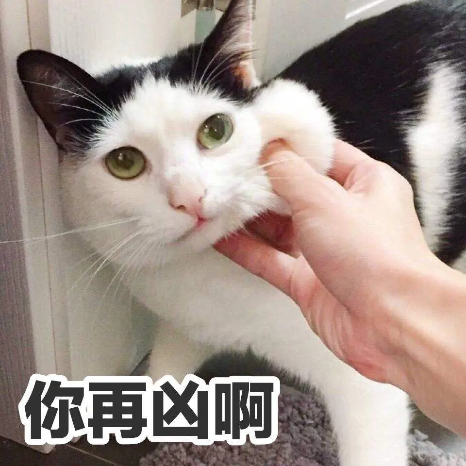 养猫禁忌：猫咪非常“讨厌”这些事，做了可能会被猫咪讨厌