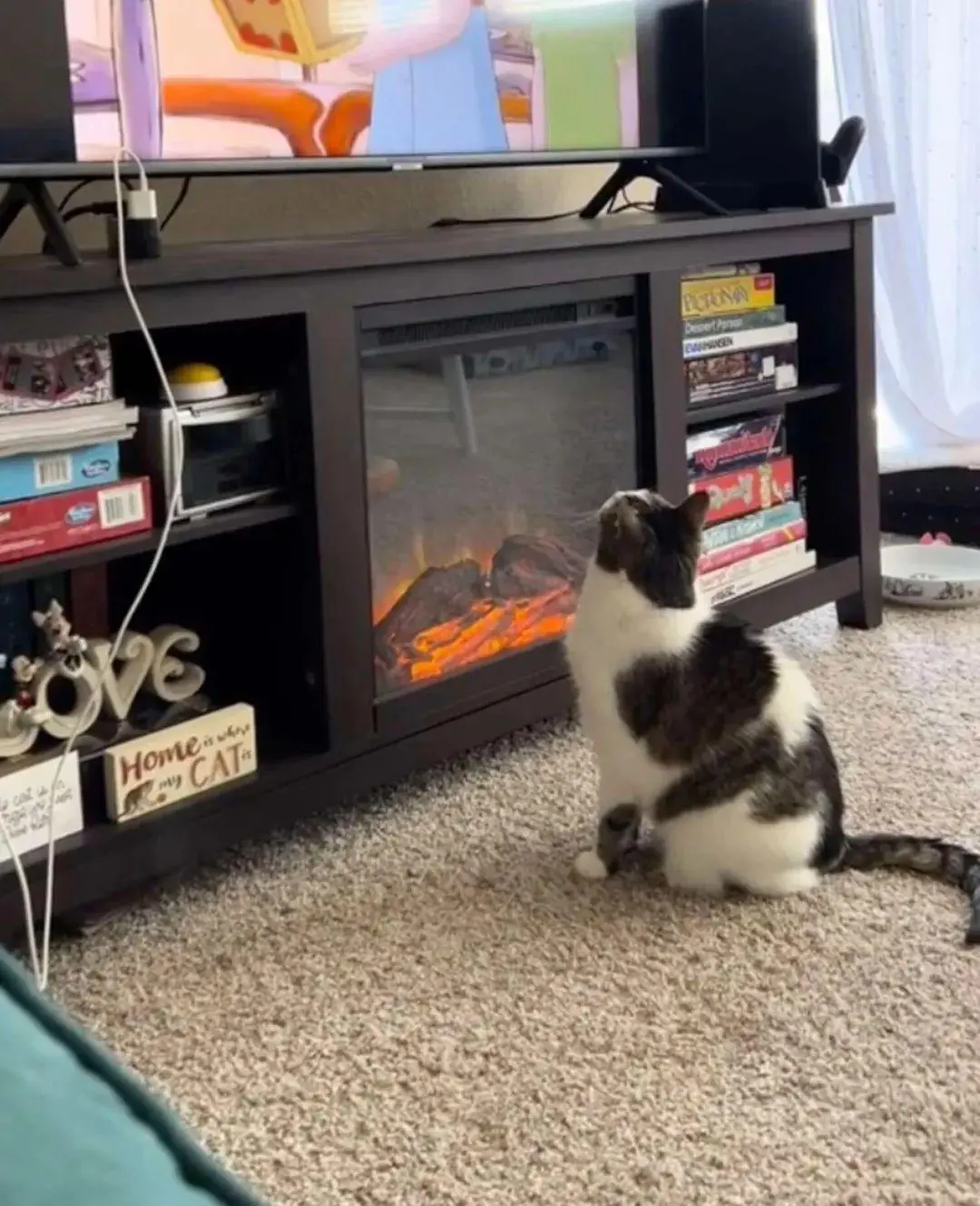 10岁的猫咪被收养后，每天让人类妈妈帮它把电视机打开看动画片