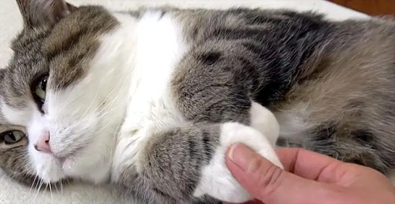 猫咪为何不让你“碰爪爪”？脸上写着“生人勿近”