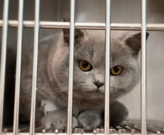 兽医苦劝：这些事对猫咪来说是“酷刑”，哪些行为会无意中伤害猫咪吗？