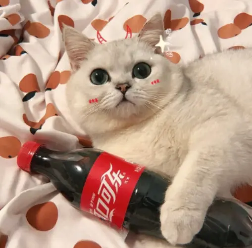 猫咪不能喝“隔夜水”？错，不能喝的是这5种水！
