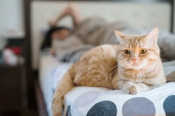 与猫咪同床共枕，会危害到我们的健康吗？