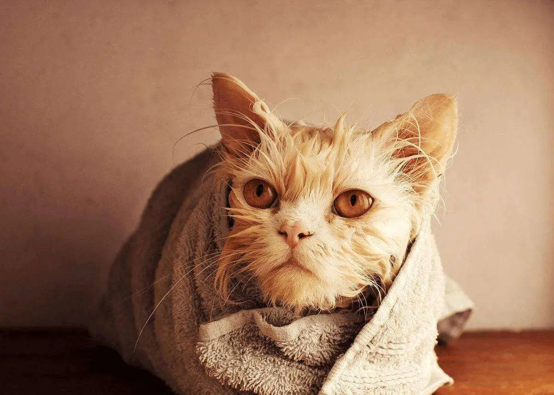 猫咪洗澡有讲究，别让你的错误做法，伤了它