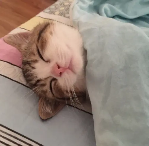 猫咪为什么喜欢“上床”？怎么也赶不走，原因找到了