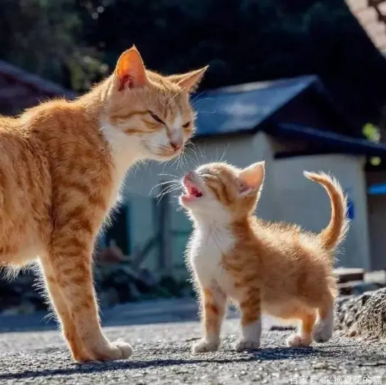 猫妈妈生完小猫，变得“凶巴巴爱咬人”，其中的原因是什么呢