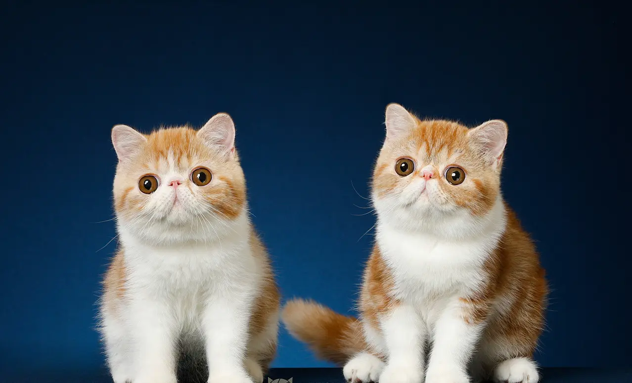 猫界最“忠诚”和最“不忠”的3种猫，看看有你家的吗？