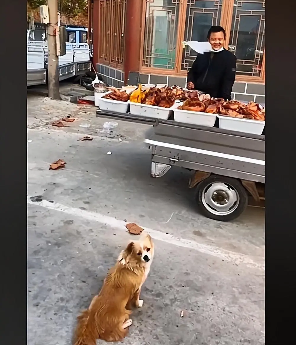 烤鸭摊前坐着只流浪狗，一个劲地朝着摊主作揖：你会心软给口吃的吗？