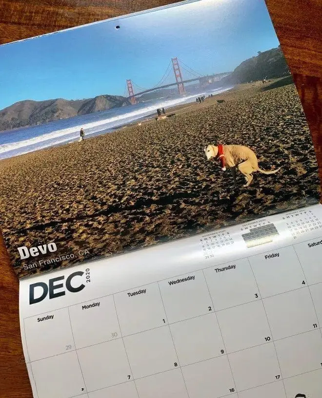 谁能想到，“狗狗便便日历”在市场上反响很好