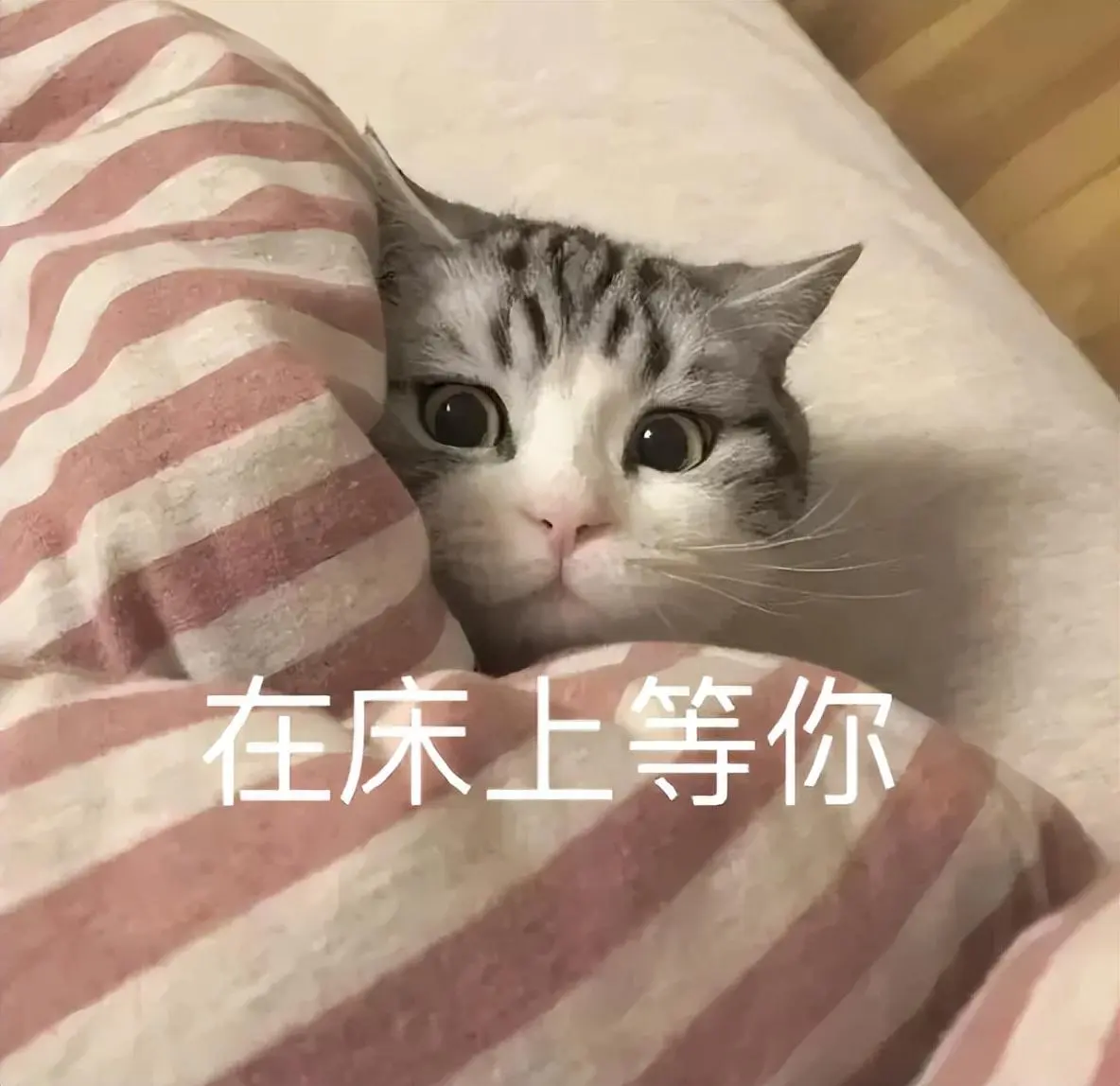 猫跟你“睡觉”，不是“喜欢”你，而是另有目的