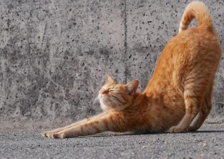 原来猫咪伸懒腰还有这么多种意思！
