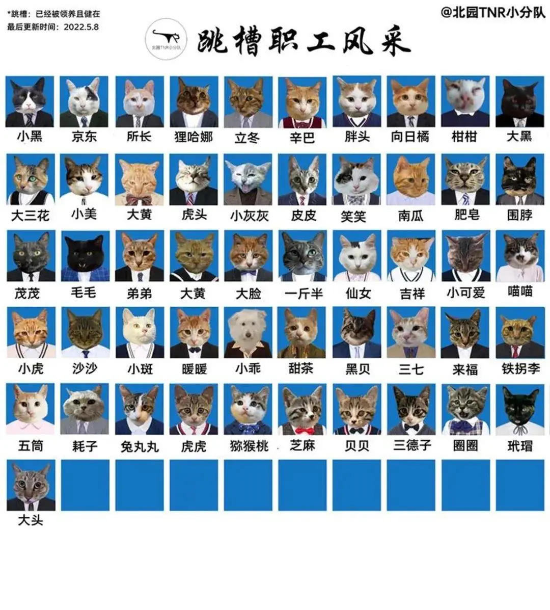 四川大学100多只流浪猫拥有职工证件照！这年头连小猫咪都要出来打工了？