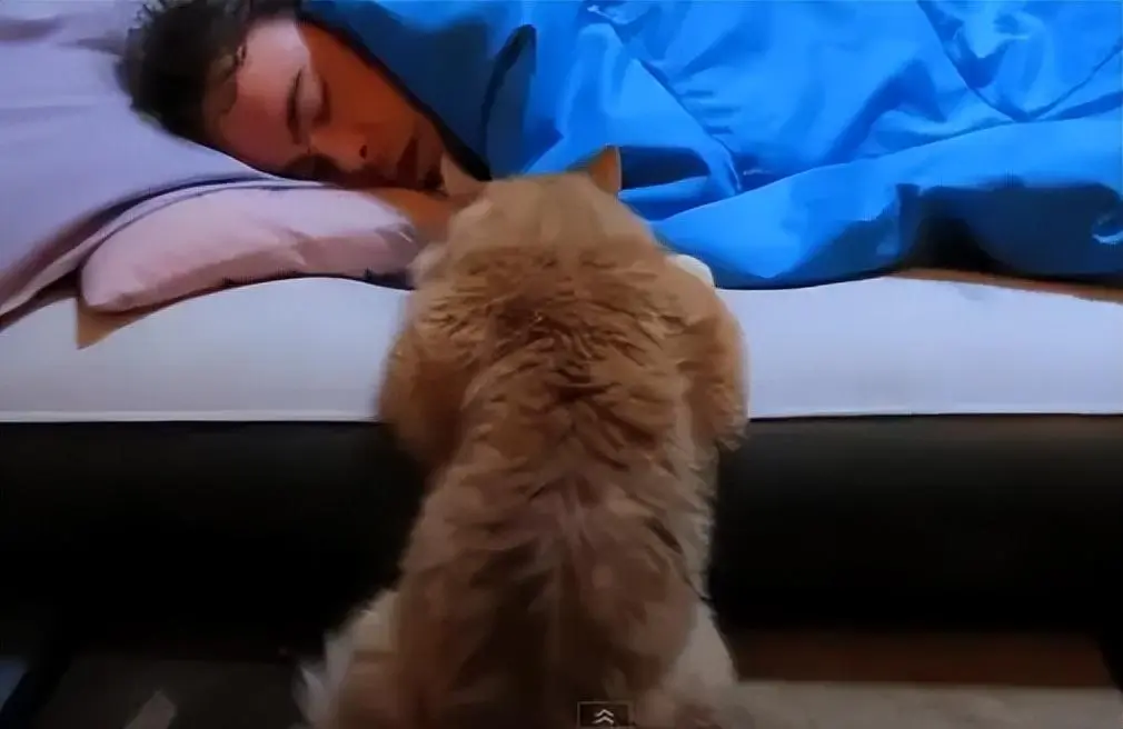 猫咪在你身边睡觉，这样做不只是爱你那么简单，还有下面这些原因！