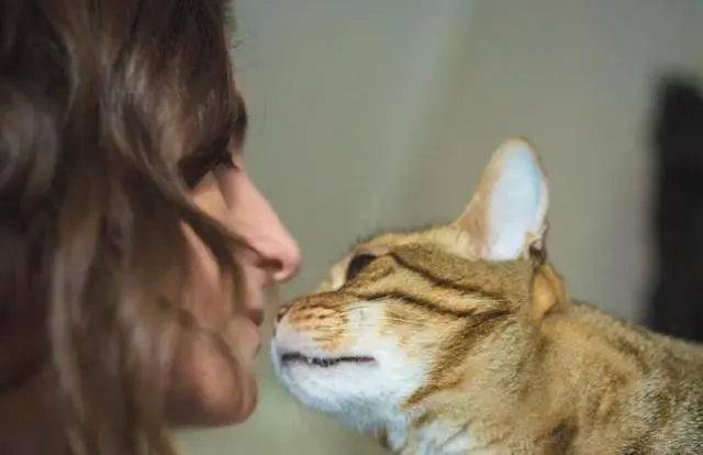 猫咪喜欢“鼻吻”主人，不同的场景，表达的意思都不一样