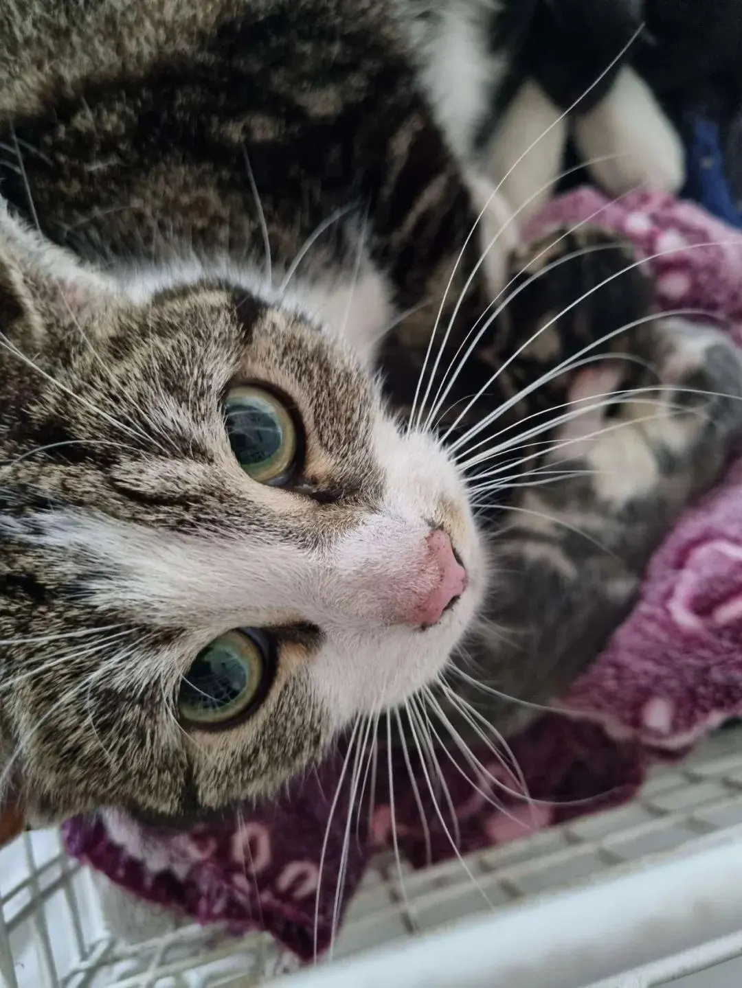 一家人发现一只流浪猫正在雨水槽里生小猫，随后拯救了6个生命