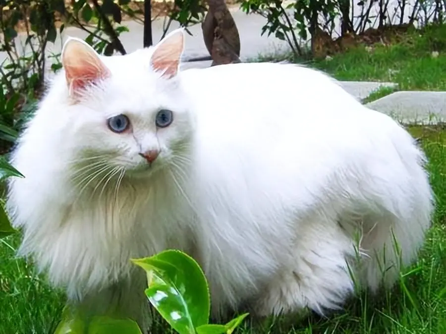 12种常见猫咪的平均寿命，以及猫咪长寿的秘诀