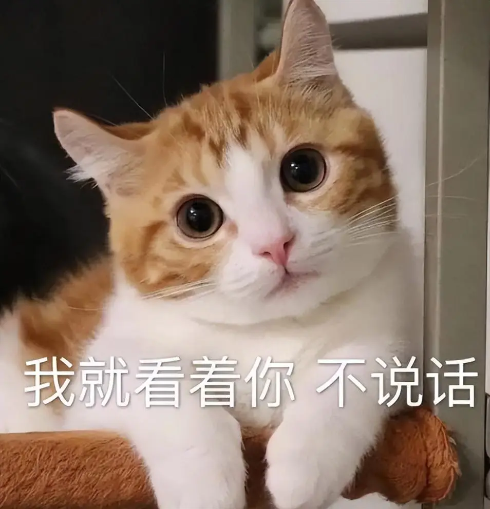 想要猫咪听懂你说的话？教你6大小妙招！