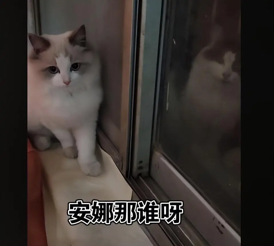 凌晨3点猫咪蹲在窗台上，女子查看后十分气愤：“我不同意这门婚事！”