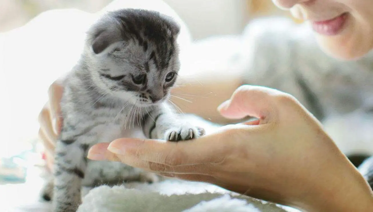 原猫咪把爪子搭在你手上，这是想表达什么意思呢？