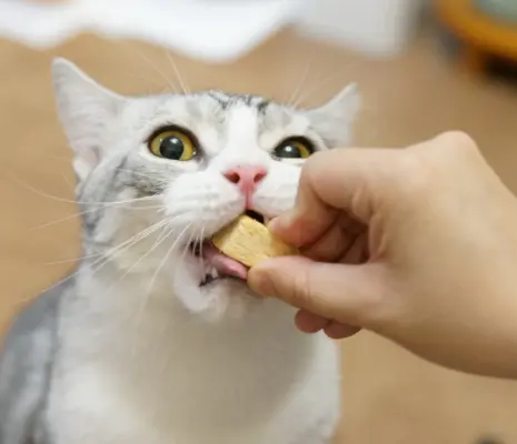 这几种食物，猫咪越吃长的越漂亮