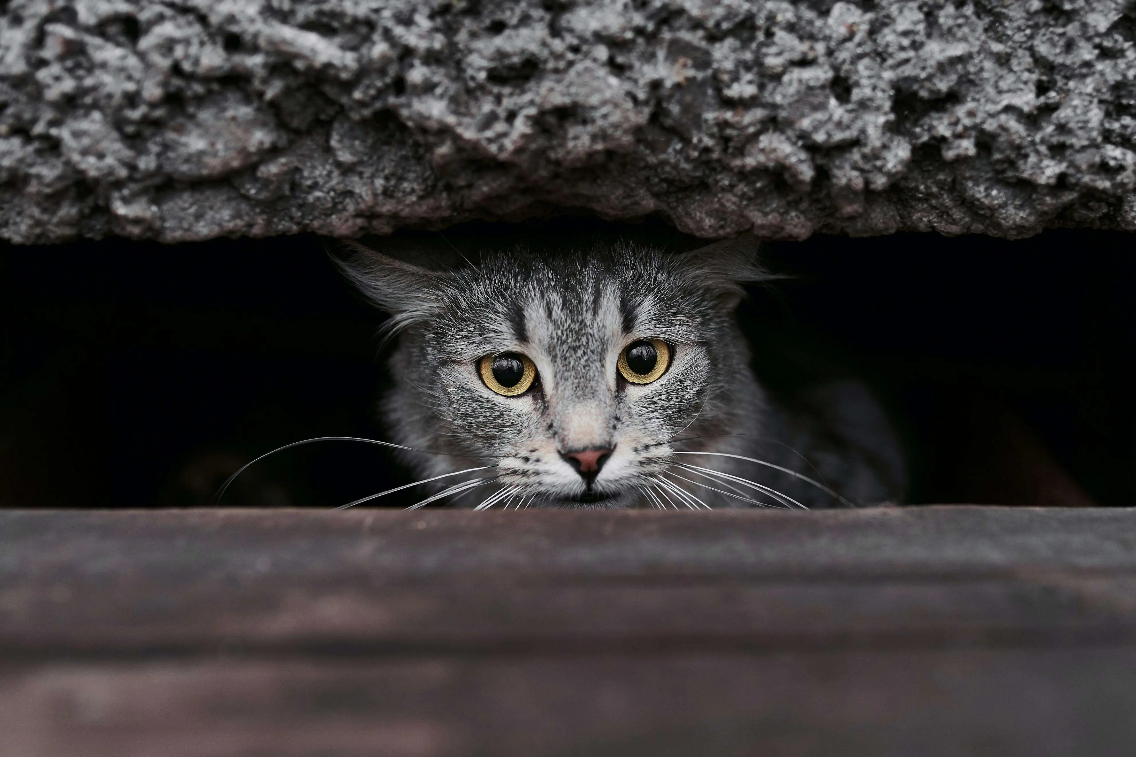 猫咪要“离开世界”的现象，喵：铲屎的，我舍不得你