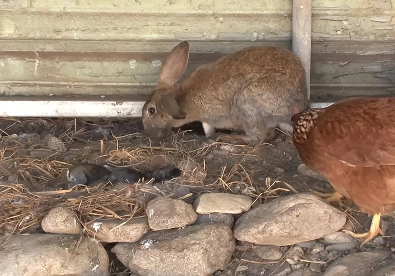 大爷家兔子生了崽，却不见母兔照顾它们，取而代之的，竟还是一只母鸡