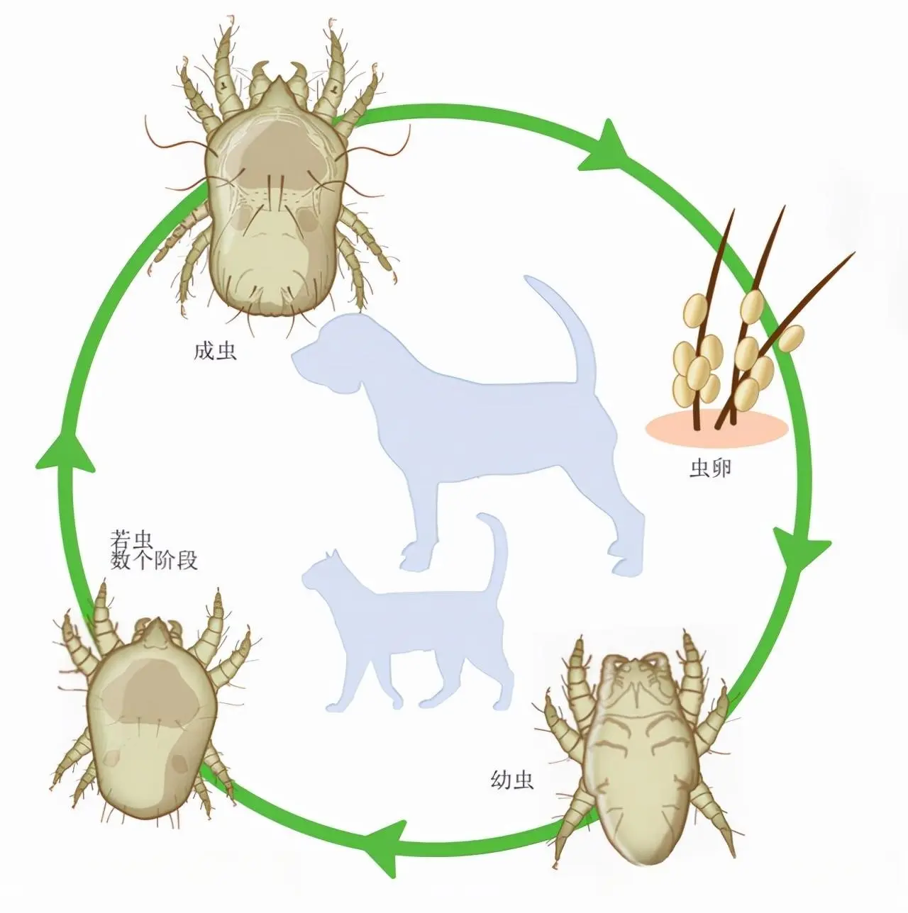 科普：猫狗身上常见的体外寄生虫都有哪些？