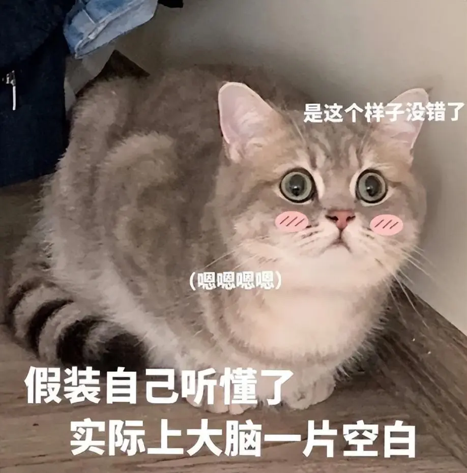 想要猫咪听懂你说的话？教你6大小妙招！