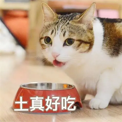 养猫好物大公开｜奉上珍藏多年的养猫好物