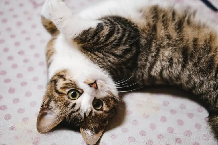 猫咪为什么喜欢“上床”？怎么也赶不走，原因找到了