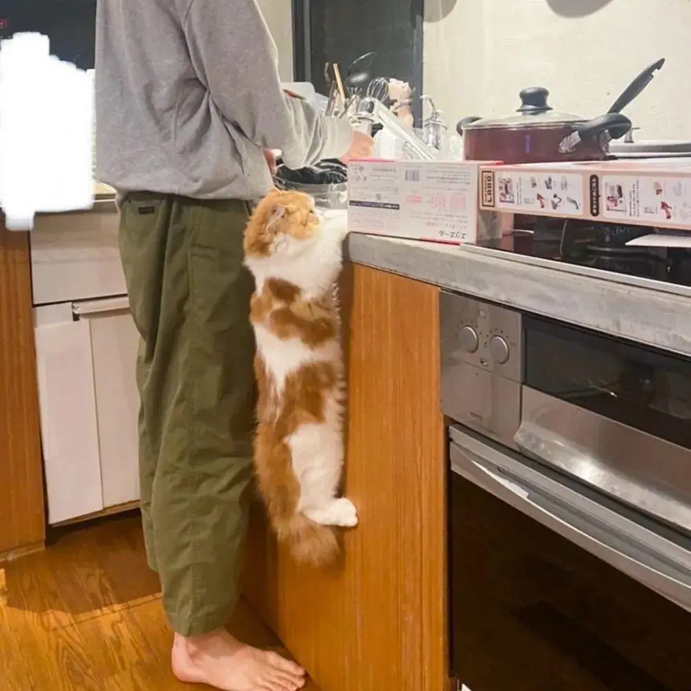为看主人洗碗，猫咪展现出超强臂力，网友齐呼：猫咪是“可塑之才”