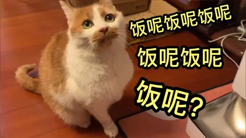 猫把你当“母亲”的7大表现，你未必都知道