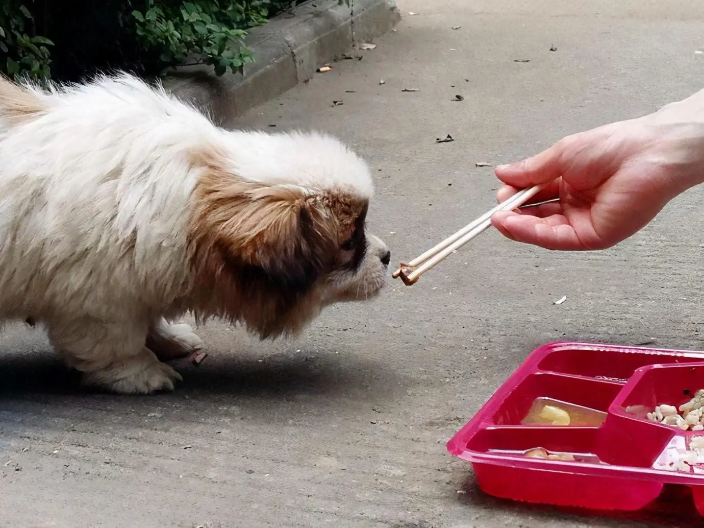 狗狗多吃这3种肉，能提供很多营养给狗狗，帮助狗狗健康成长