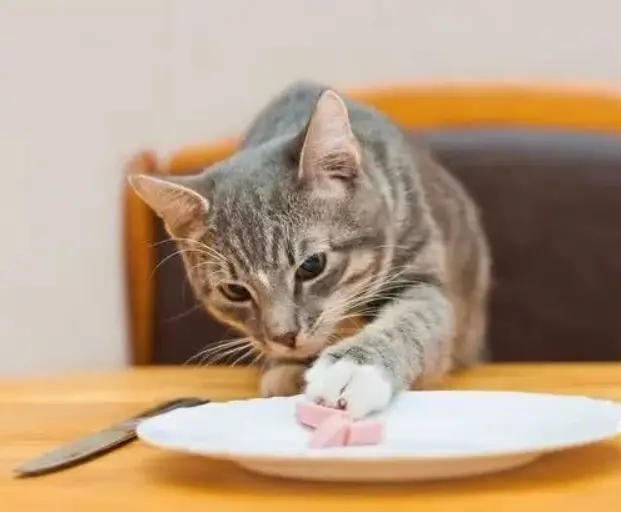 猫咪为什么会护食？猫咪护食如何矫正？