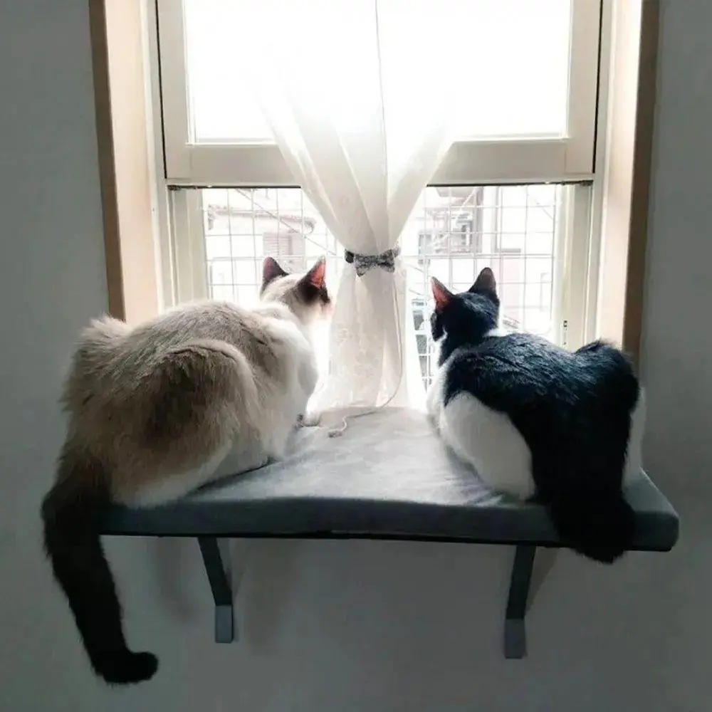 下班回家见两只猫咪趴窗户迎接，不要感到孤独，你还有默默爱你的小猫咪呢
