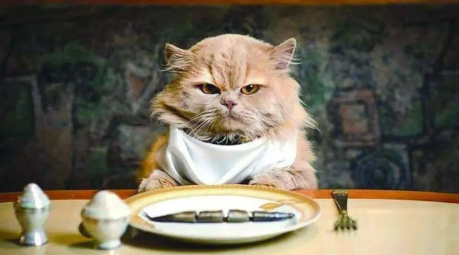 猫咪为什么会护食？猫咪护食如何矫正？