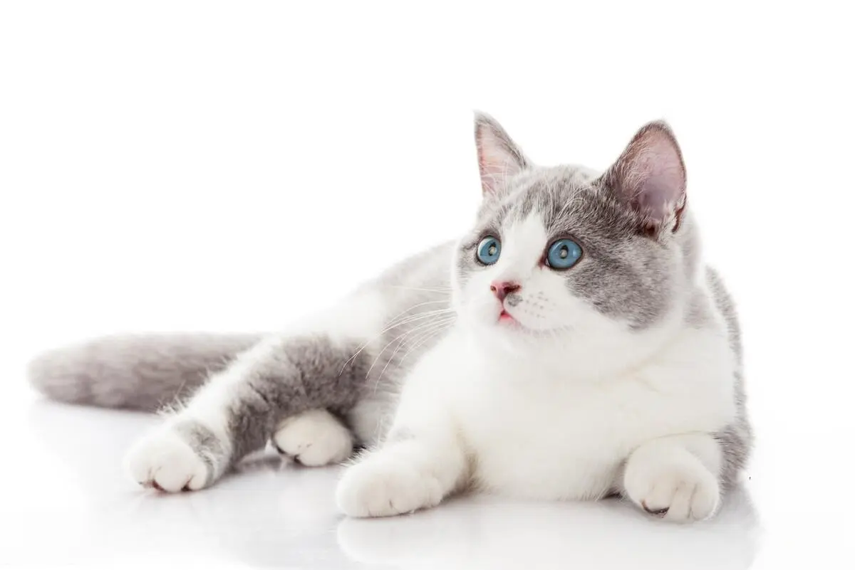 猫传腹是什么病，会传染吗？以及预防猫传腹的方法