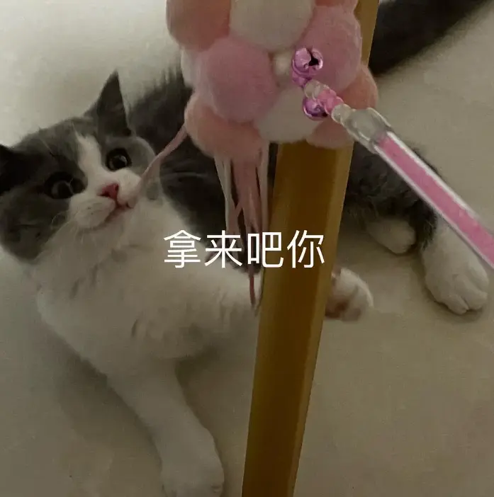 想要猫咪亲近你，只需这几招，不妨试试看