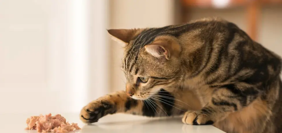在秋季养猫，这5大禁忌，劝你别犯，早晚会害了它！