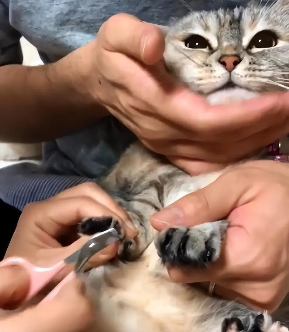 猫咪为何不让你“碰爪爪”？脸上写着“生人勿近”