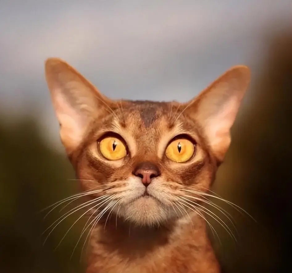 猫咪眼睛的“秘密”，可以看见一些我们人所看不见的东西