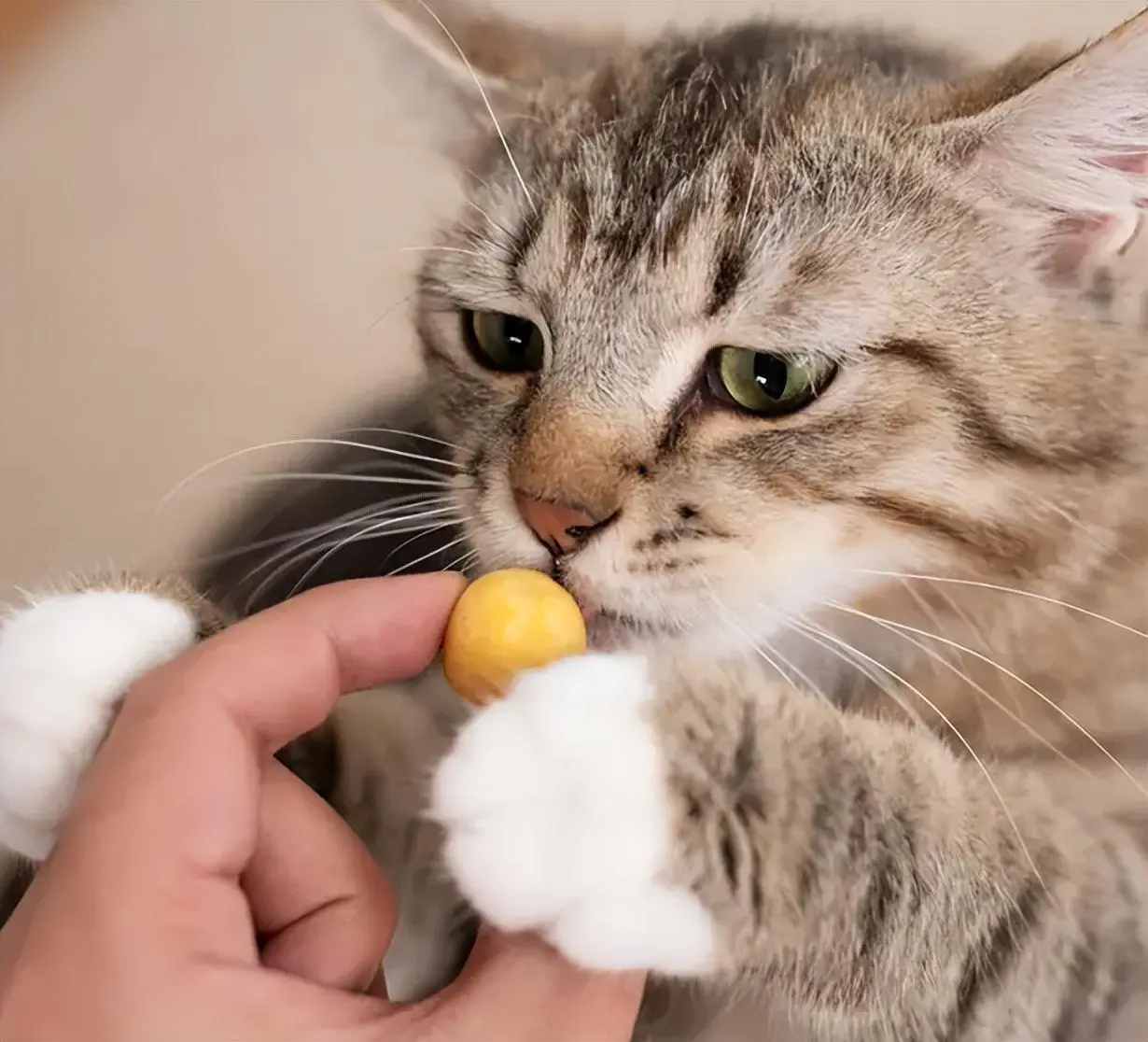 自家的猫咪会越长越丑？拯救猫咪的颜值，让它实现颜值逆袭吧！