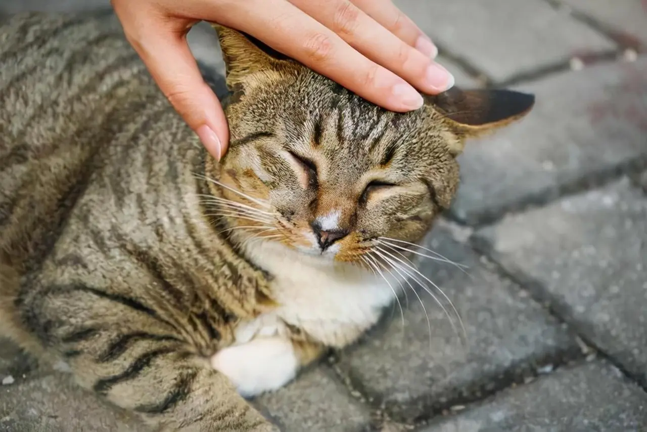 当“狸花猫”闯祸犯错后，不管多生气，切记这5个地方不能打