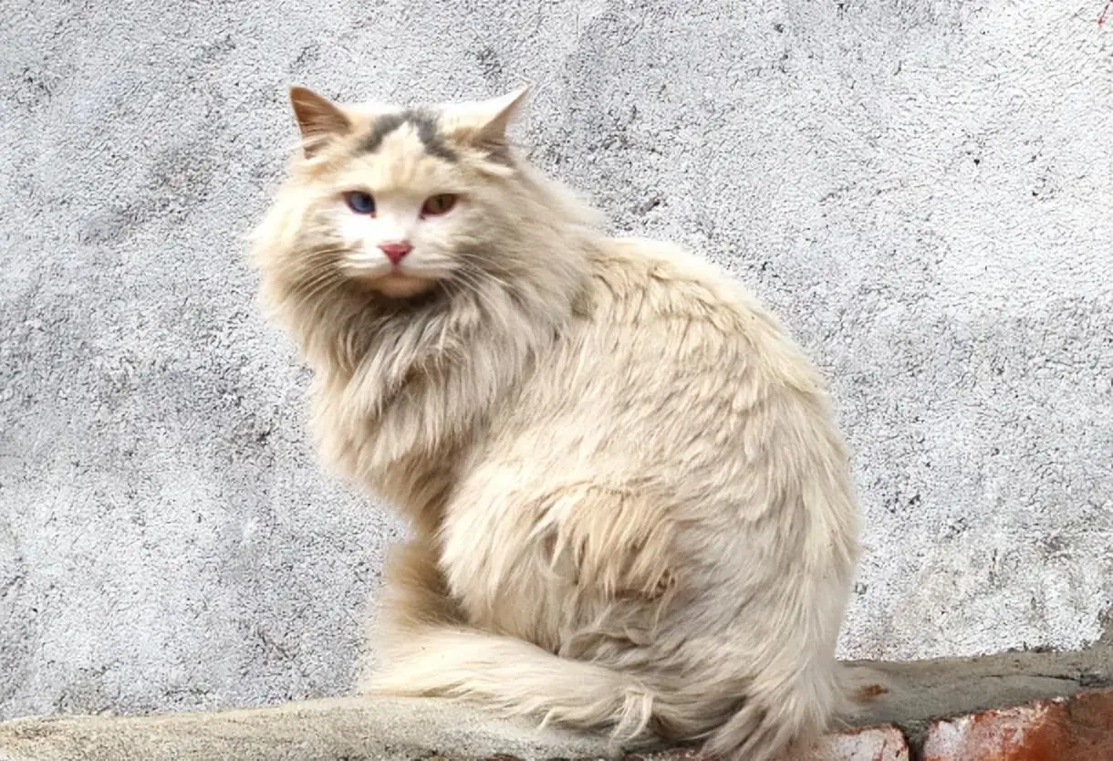 有“毛球症”的猫咪，需要及时给它排出毛球！否则出会现下面这些症状