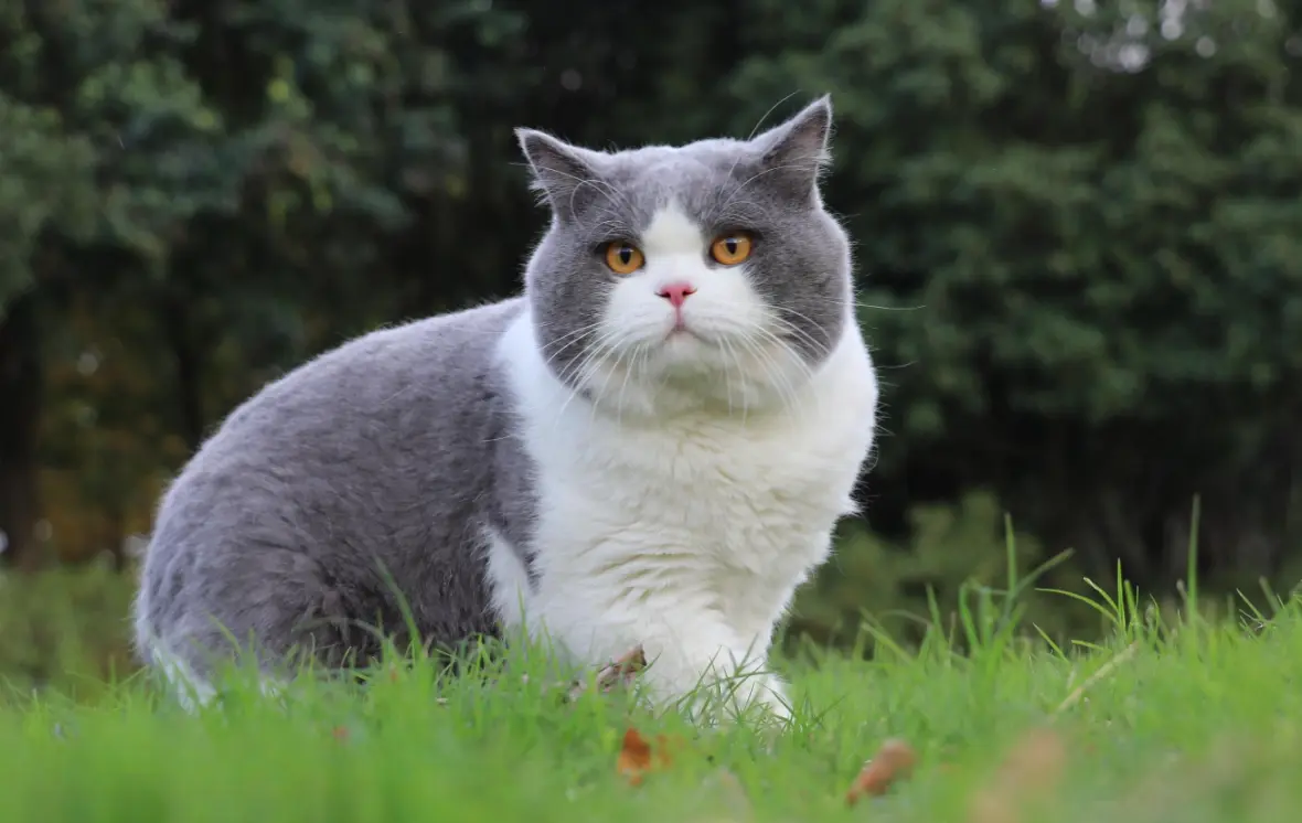 老祖宗直言：有这几个特征的猫，旺财旺家旺主人哦~