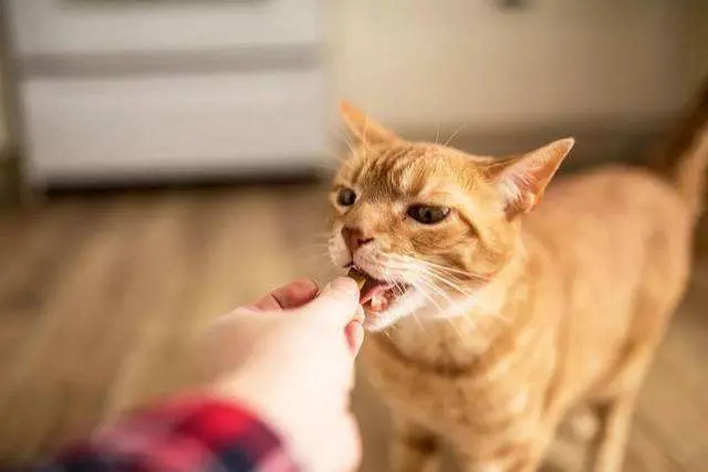 还在给你家猫喂这些东西吗？不要“猫命”了？猫咪禁忌食物你知道吗