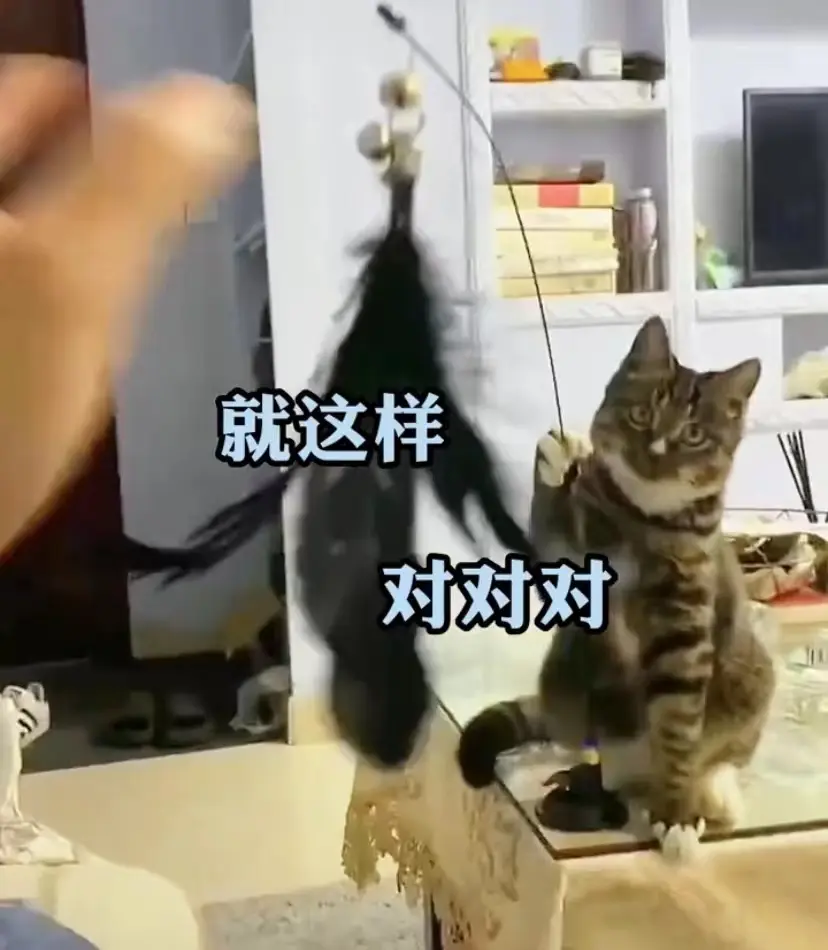 谁能想到，猫咪竟然会拿着逗猫棒逗主人，为自己寻开心？