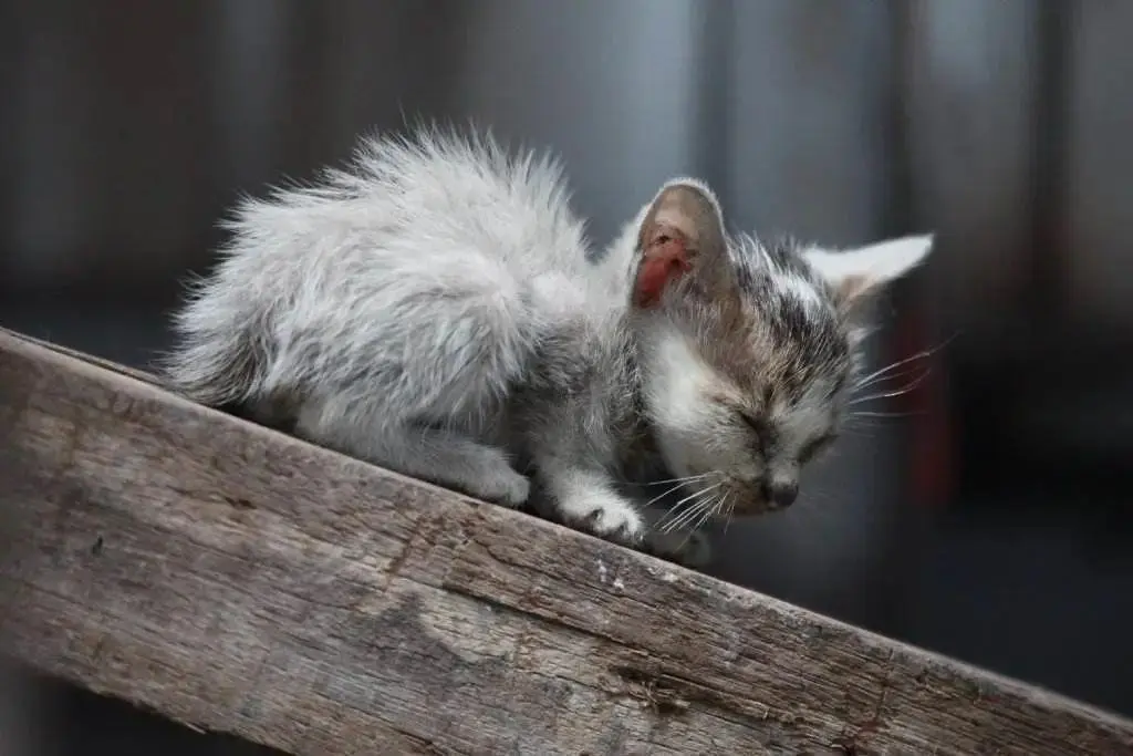 流浪猫咪被封公司20多天，无人喂食的情况下，艰难求生并产子